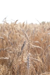 Fototapeta premium Golden wheat spikes growing in field on sunny day, closeup