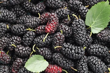 Many fresh mulberries with green leaves as background, top view © New Africa