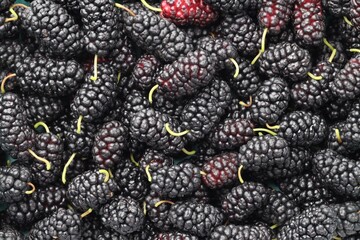 Many fresh mulberries as background, top view © New Africa