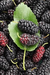 Many fresh mulberries with green leaf as background, above view © New Africa