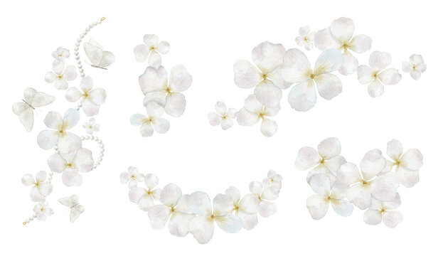 Hydrangea watercolor set. Collection of white hydrangea flowers and blossoms isolated on background. Botanical clipart for weddings, stationery and floral designs.