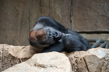 Gorilla Resting on Rock Ledge at Leipzig Zoo © Joseph Creamer