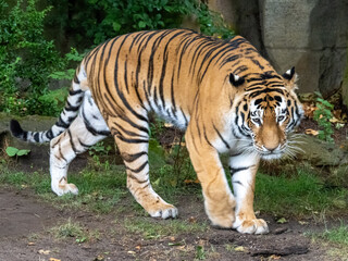Fototapeta premium Close Tiger Portrait at Leipzig Zoo