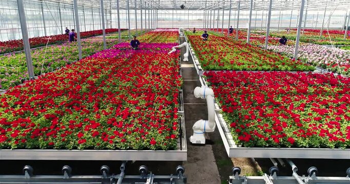 Smart Greenhouse with AI Robots for Automated Plant Production. Autonomous Robots Working in Modern Smart Greenhouse. AI Powered Smart Greenhouse for Automated Crop Monitoring and Plant Care