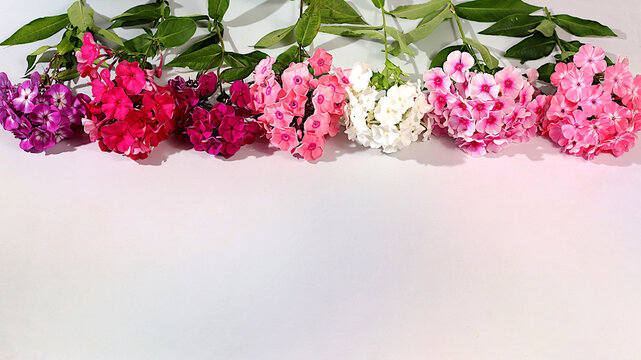 Composition of various phlox varieties on a bright sunny background, an advertising banner for summer and autumn products, an abstract floral arrangement, a flat lay still life, an autumn holiday card