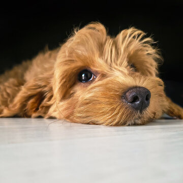 Maltipoo puppy lying on wooden floor at home