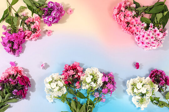 Bouquet of various phlox varieties on a bright sunny background, an advertising banner for summer and autumn products, an abstract floral arrangement, flat lay still life, autumn holiday card
