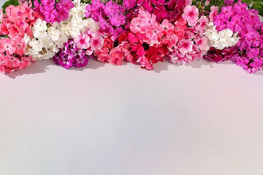 Composition of various phlox varieties on a bright sunny background, an advertising banner for summer and autumn products, an abstract floral arrangement, a flat lay still life,