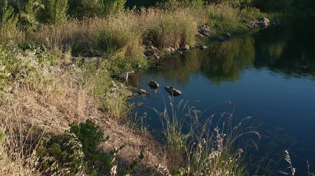 Dry shoreline grasses border calm pond with rocks and green vegetation, creating a peaceful waterside landscape with reflections, reeds and natural shoreline plants in warm daylight