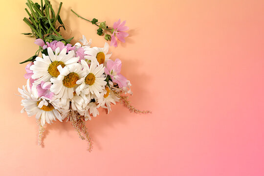 Bouquet of white daisies and mallow on bright sunny background, summer and autumn product advertising banner, abstract floral arrangement, flat lay still life, autumn holiday card with space for text