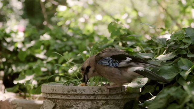 A close up slow motion video of a wild Eurasian Jay approaching a stone planter to pick up a piece of bread, showcasing its colorful feathers and natural foraging behavior.