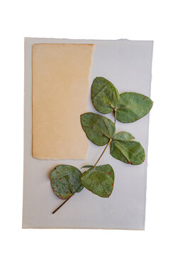 Rama de hojas verdes sobre papel artesanal beige, composici&oacute;n bot&aacute;nica minimalista con espacio para texto