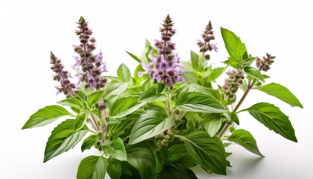 thai basil flower patchouli plant isolated white background