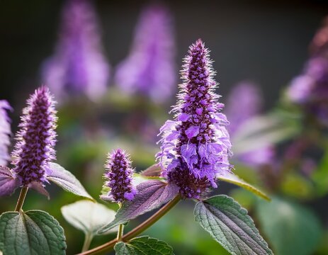 agastache rugosa patchouli flowering medicinal plant korean mint flowers close up