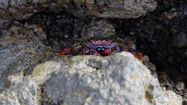 A beautiful red crab, Sally Lightfoot, sits upright, resting, and then crawls away into a narrow crevice of wet volcanic rock after low tide on a natural Atlantic Ocean coastline on an autumn day. A c