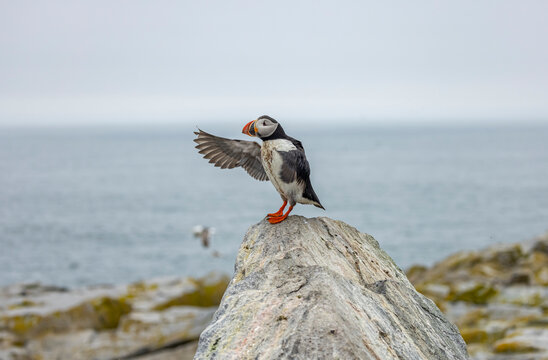 Atlantic Puffin