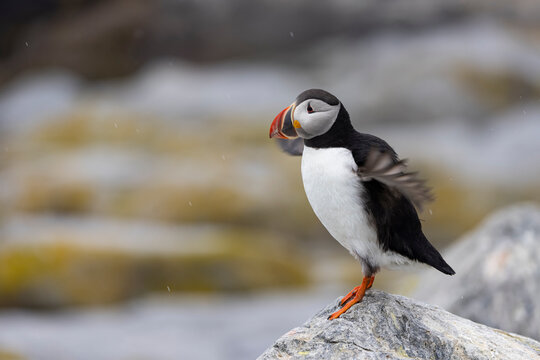 Atlantic Puffin