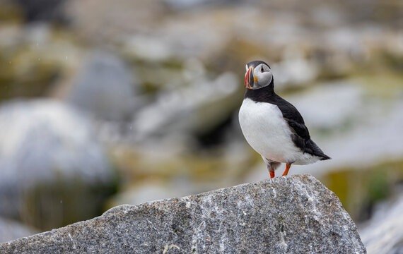 Atlantic Puffin 