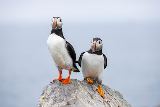 Atlantic Puffin
