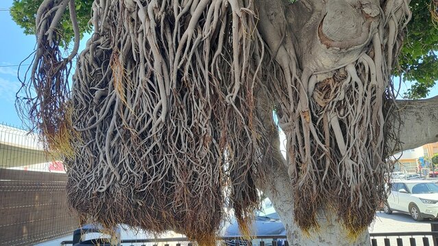 Aerial roots of a Indian laurel fig tree in urban setting