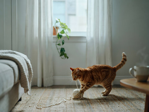 An orange tabby cat playing with a ball of yarn on a rug in a cozy living room with a chair, window, and houseplant in the soft natural daylight