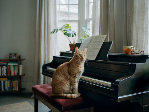 An orange tabby cat sitting on a dark red velvet piano bench in a sunlit living room, with a bookshelf and a window in the background