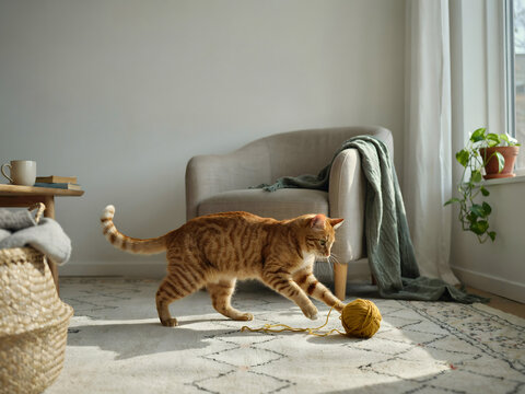 An orange tabby cat playing with a yellow ball of yarn on a patterned rug in a sunlit living room with a beige armchair and a green plant