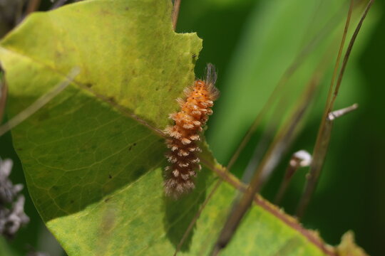 Unexpected Cycnia Moth Caterpillar Larvae on Green Leaf in Germantown Metropark Ohio in Summer 