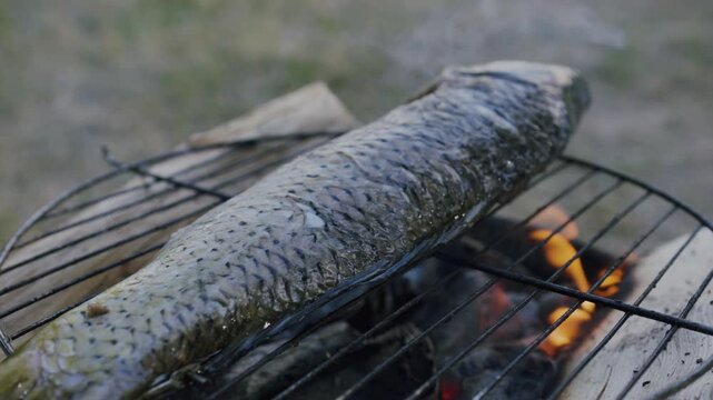 Grilled fish cooking on a barbecue grill over open flames, showcasing the gradual charring and sizzling of the fish in an outdoor setting