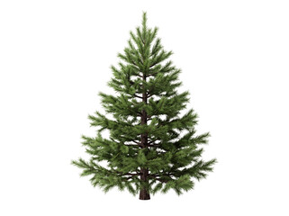 Fototapeta premium Full green pine christmas tree isolated on white background with evergreen christmas woodland isolated