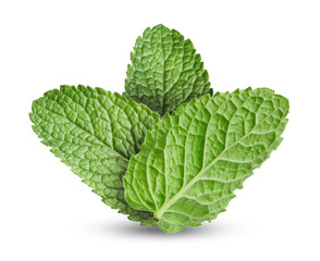 Green mint leaves on white background. Aromatic herb © New Africa