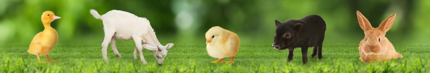 Fototapeta premium Baby animals outdoors. Duckling, goatling, chick, piglet and bunny on green grass