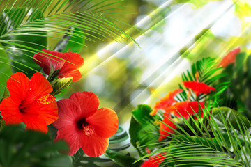 Fototapeta premium Red tropical hibiscus flowers and vibrant lush foliage in sunny jungle
