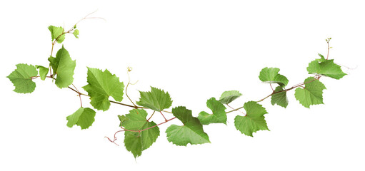 Naklejka premium Grapevine with green leaves on transparent background