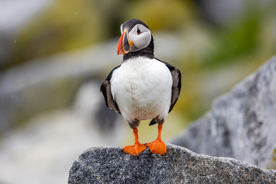 Atlantic Puffin 