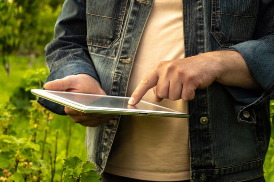 A person stands in a vineyard and uses a tablet. The green vines surround the individual. The scene takes place during the day and shows the focus on the device