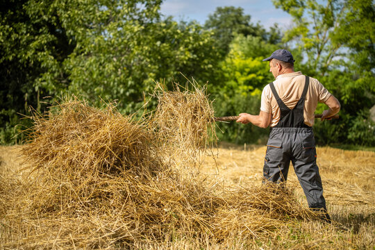 A farmer works in a field under a bright sky. He gathers hay and tosses it onto a pile. Trees are visible in the background, adding greenery to the scene