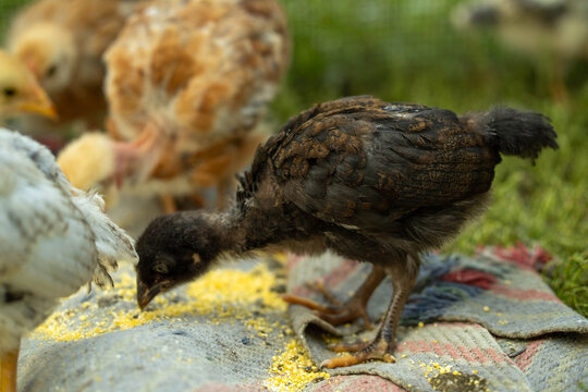 Chicks are gathered on a cloth in a green area, pecking at scattered yellow food. Some are fluffy while one is darker and smaller. It is bright and sunny