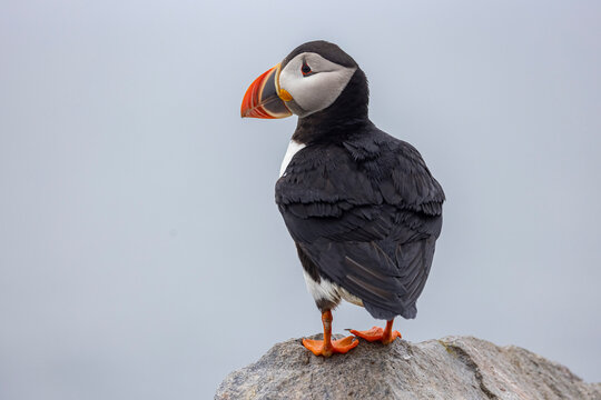 Atlantic Puffin 