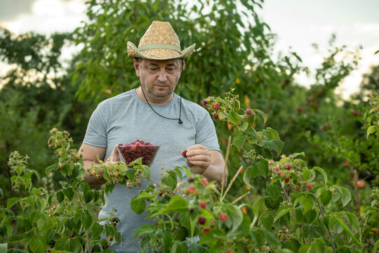 A gardener collects ripe raspberries in a garden near his home. The sun is setting, casting a warm light on the plants. He focuses on filling a bowl with berries