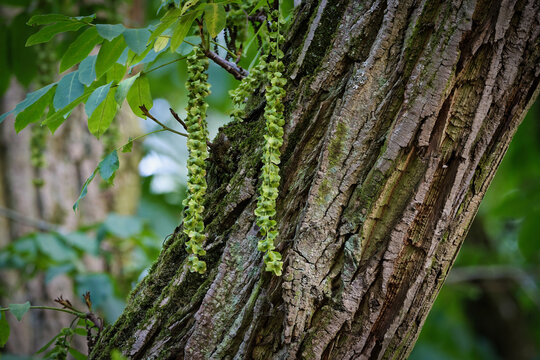 Detail of rough tree bark and long green winged seeds of Caucasian wingnut (Pterocarya fraxinifolia). Symbol of growth