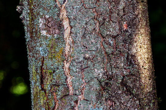 Close-Up of Cracked Maple Bark Texture on Tree Trunk