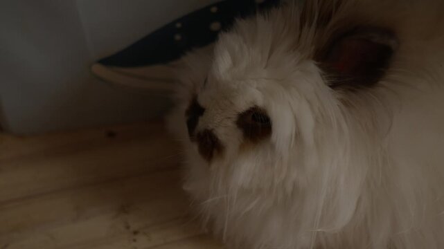 Fluffy white bunny rests on wooden floor. Soft fur covers its small, dark eyes. Dark ears peek out from fluffy mane. Bunny looks calm and curious. Ideal for pet scenes, cozy interiors