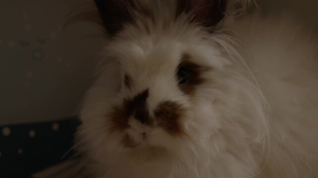 Fluffy white rabbit with dark patches. Soft fur, gentle gaze, quiet stillness. Calm, cozy moment indoors. Perfect for pet, animal, or tranquil scene needs