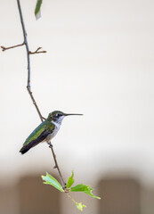 Fototapeta premium Ruby-throated Hummingbird Perched on Green Leaves