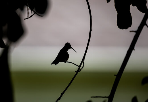 Hummingbird Silhouette Perched on Bare Branch at Dusk