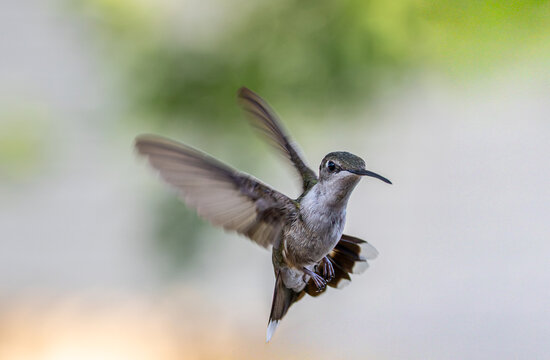 Ruby-throated Hummingbird Hovering in Flight with Wings Spread
