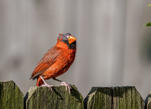 Molting Male Northern Cardinal with Bald Head Perched on Wooden Fence