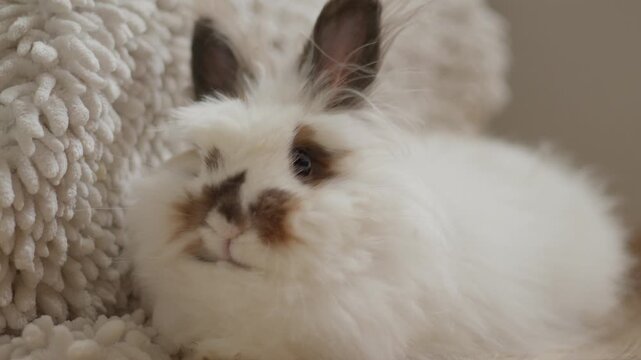 Fluffy white bunny rests on soft, cozy blanket. Cute, fluffy bunny with dark eyes gazes calmly. Warm, soft lighting enhances gentle, peaceful mood. Perfect for pet, home, or cozy lifestyle themes