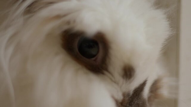 Soft white fur surrounds large, dark, curious eyes. Gentle gaze meets the camera with quiet innocence. Perfect for cozy pet scenes or animal close-ups. Pure white fur frames expressive, dark eyes